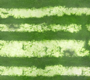 Green striped rind of watermelon as background, closeup