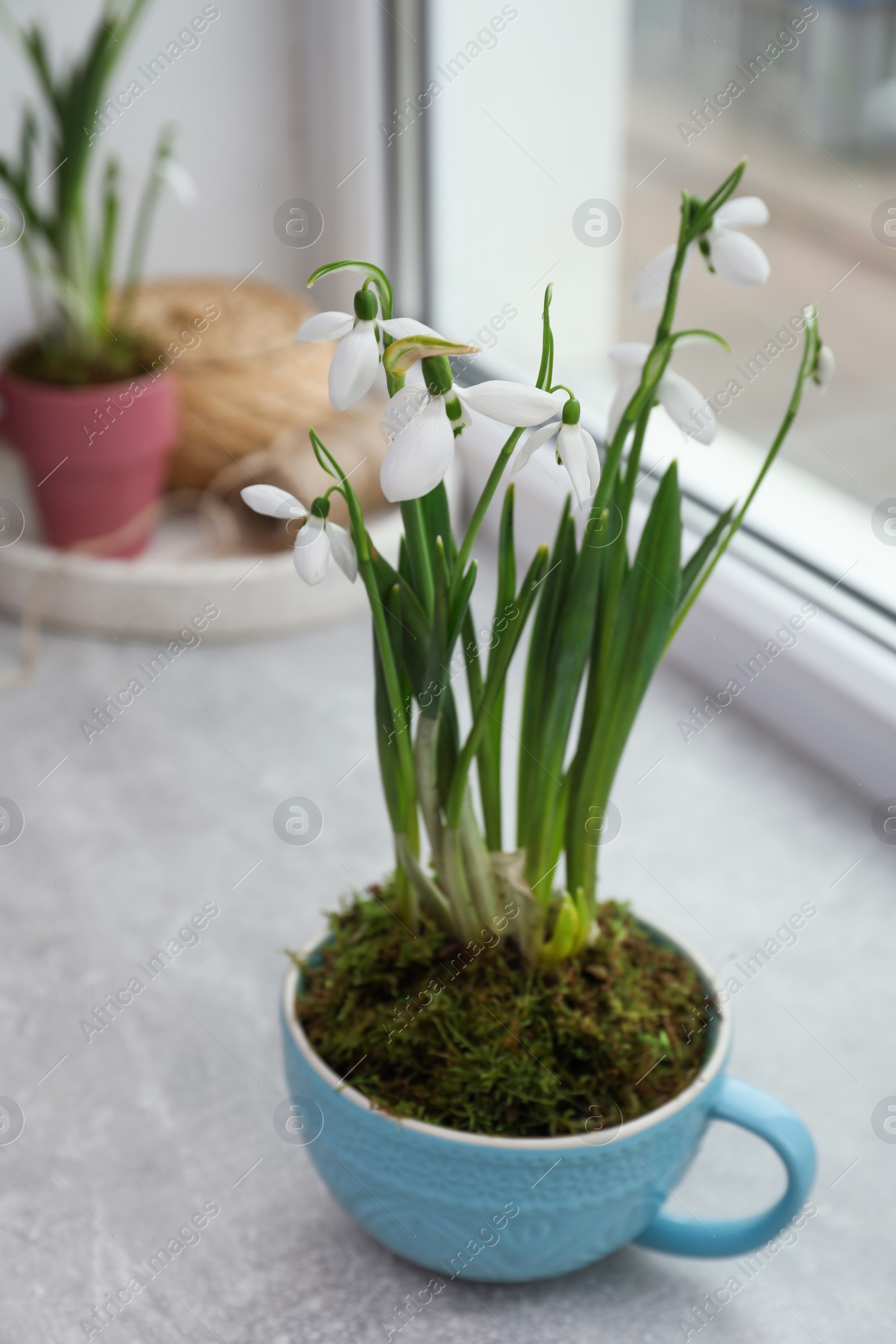 Photo of Beautiful potted snowdrops on light grey window sill