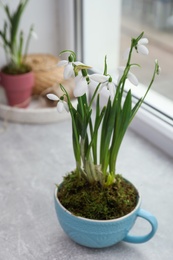 Beautiful potted snowdrops on light grey window sill