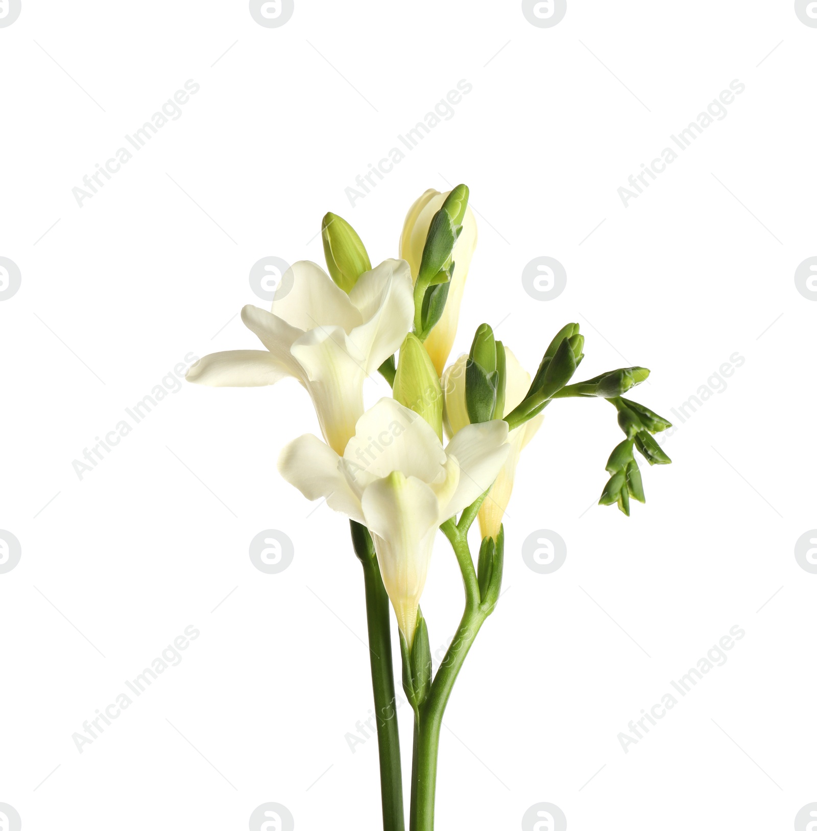 Photo of Beautiful blooming freesia flowers isolated on white