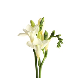 Photo of Beautiful blooming freesia flowers isolated on white