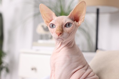 Photo of Cute Sphynx cat at home, space for text. Lovely pet