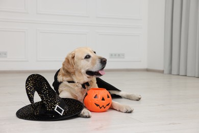 Cute Labrador Retriever dog in black cloak with Halloween bucket and hat indoors. Space for text