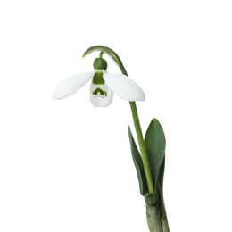 Beautiful snowdrops isolated on white. Spring flowers