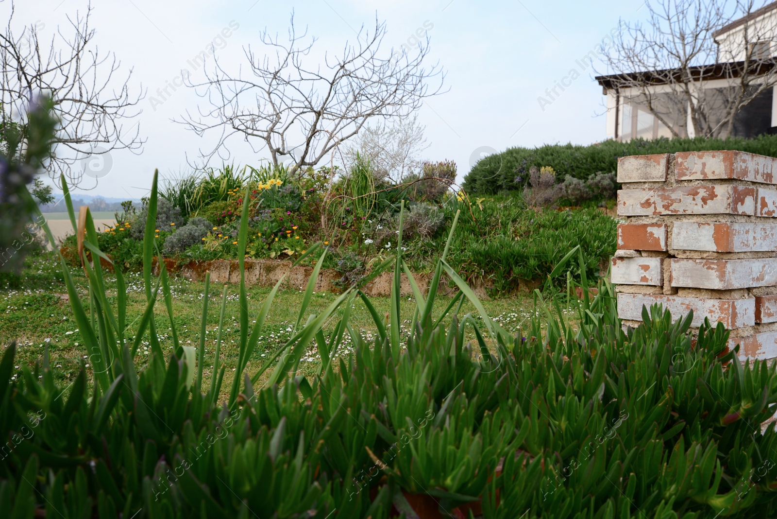 Photo of Beautiful backyard with green plants and blooming flowers on spring day