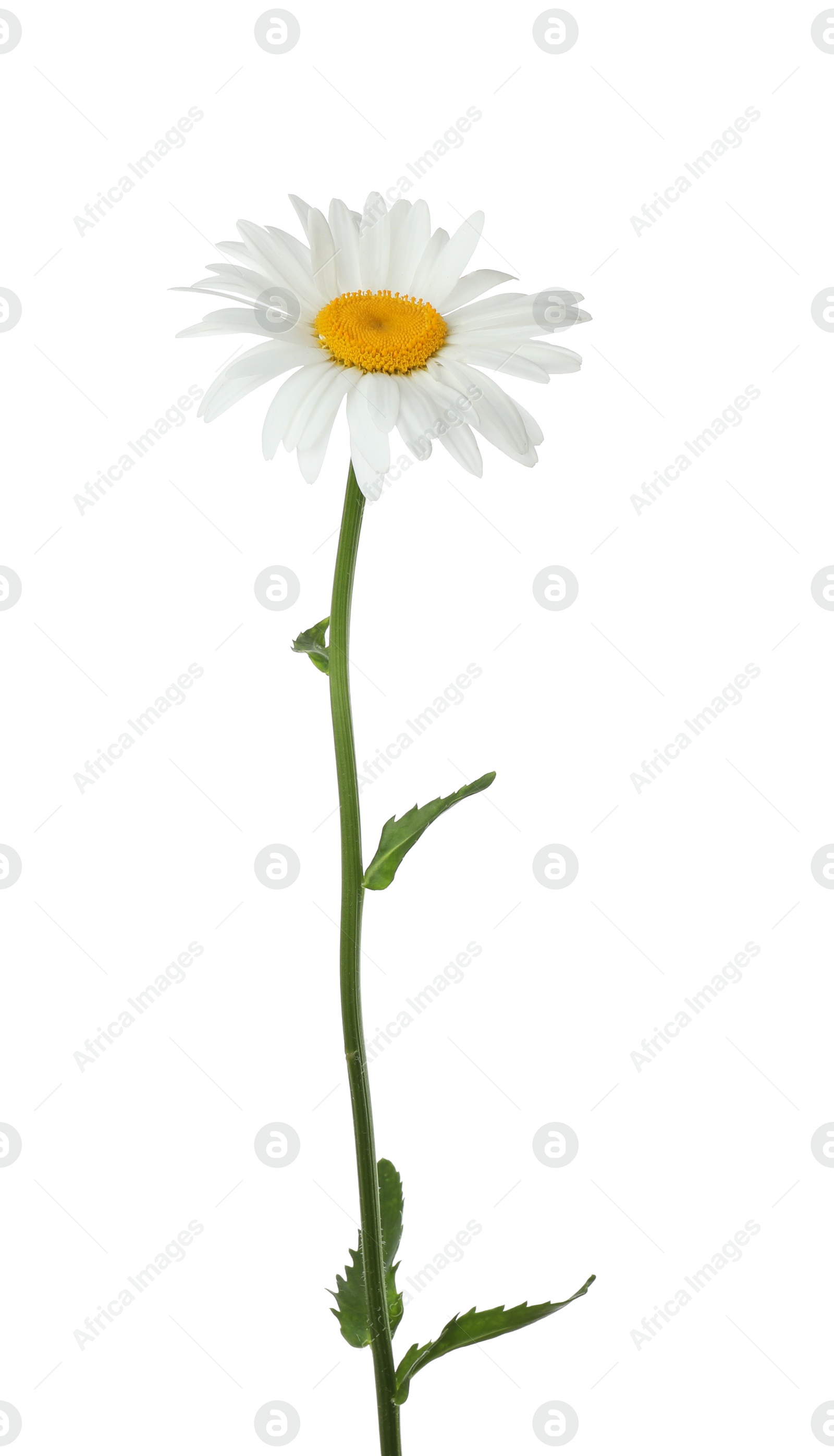 Photo of Beautiful tender chamomile flower on white background