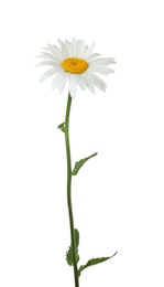 Beautiful tender chamomile flower on white background