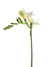 Beautiful blooming freesia flower isolated on white