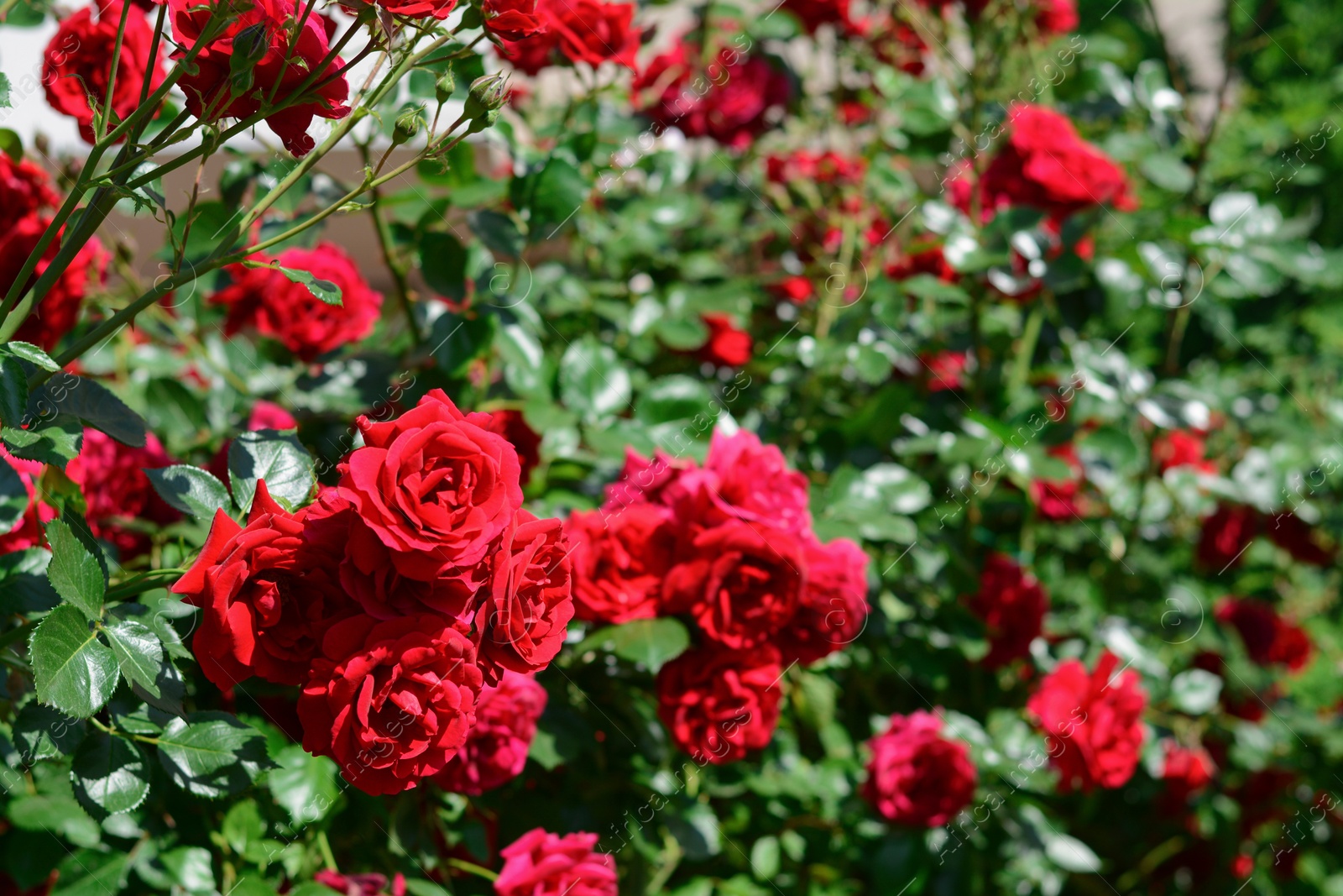 Photo of Beautiful blooming rose bush outdoors on sunny day