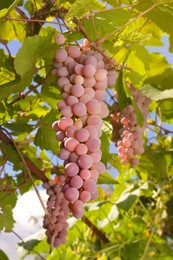 Photo of Ripe juicy grapes growing on branch in vineyard