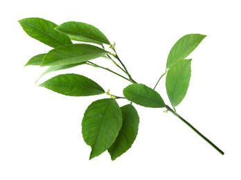 Fresh branch with green citrus leaves isolated on white