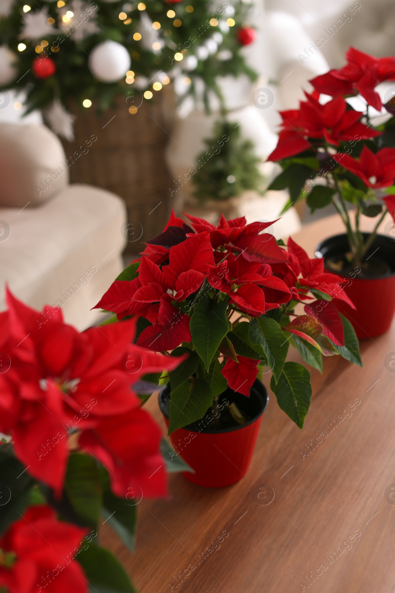 Photo of Beautiful poinsettia on wooden table indoors. Traditional Christmas flowers