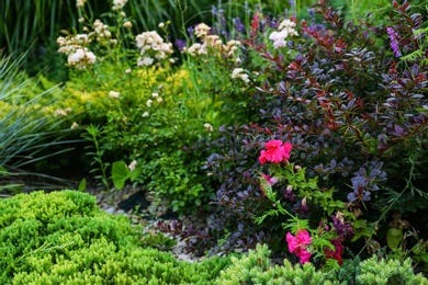 Beautiful green garden with different plants on summer day