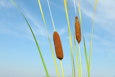 Photo of Beautiful reed plants growing outdoors on sunny day