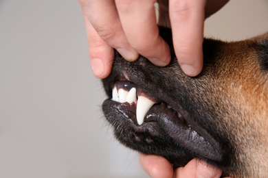 Photo of Man checking dog's teeth on light background, closeup. Pet care