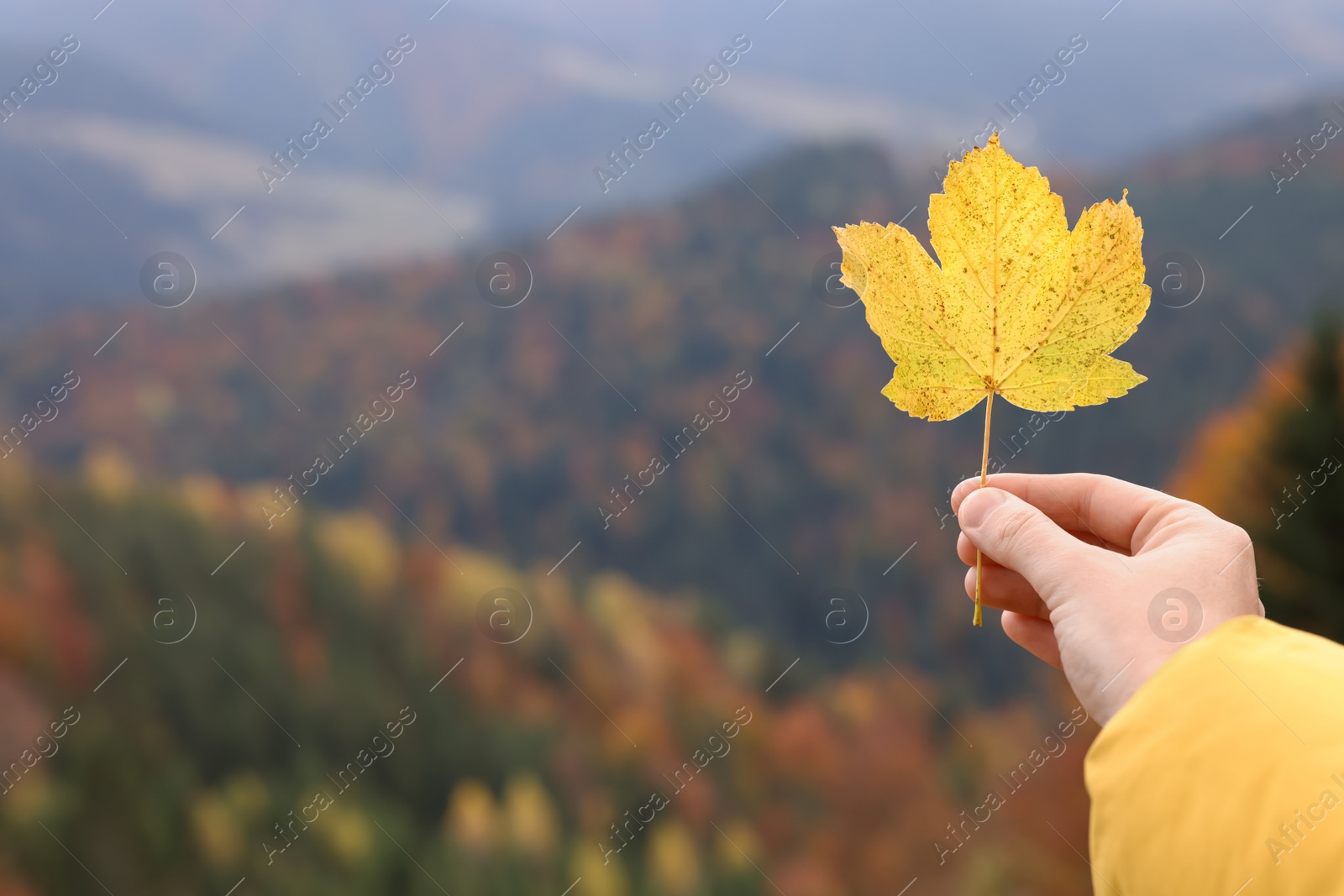 Photo of Woman holding beautiful autumn leaf in mountains, closeup. Space for text