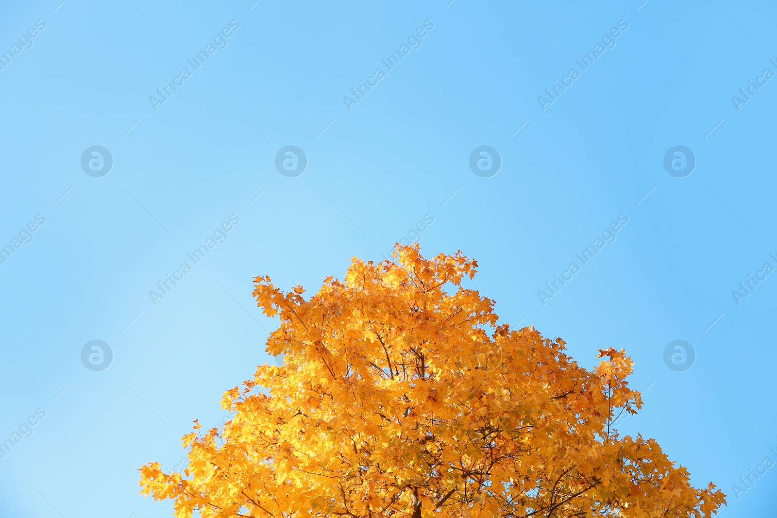 Photo of Tree with autumn leaves against blue sky on sunny day