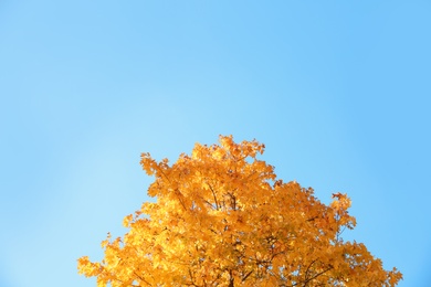 Tree with autumn leaves against blue sky on sunny day