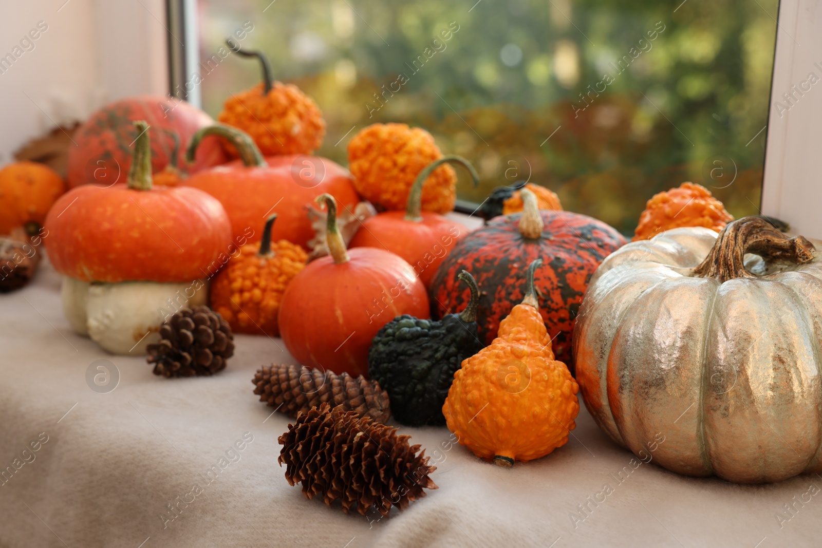 Photo of Different pumpkins and pine cones on window sill indoors