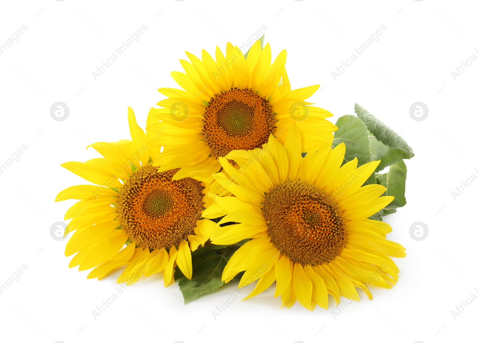 Photo of Beautiful bright blooming sunflowers on white background