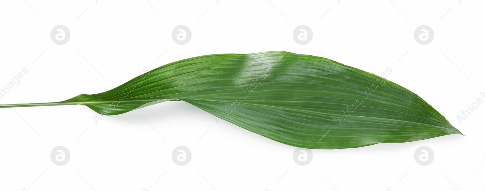 Photo of Beautiful tropical Aspidistra leaf on white background