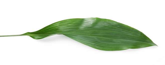 Photo of Beautiful tropical Aspidistra leaf on white background