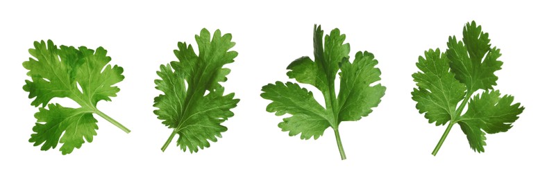 Image of Set with fresh coriander leaves on white background. Banner design