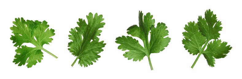 Set with fresh coriander leaves on white background. Banner design