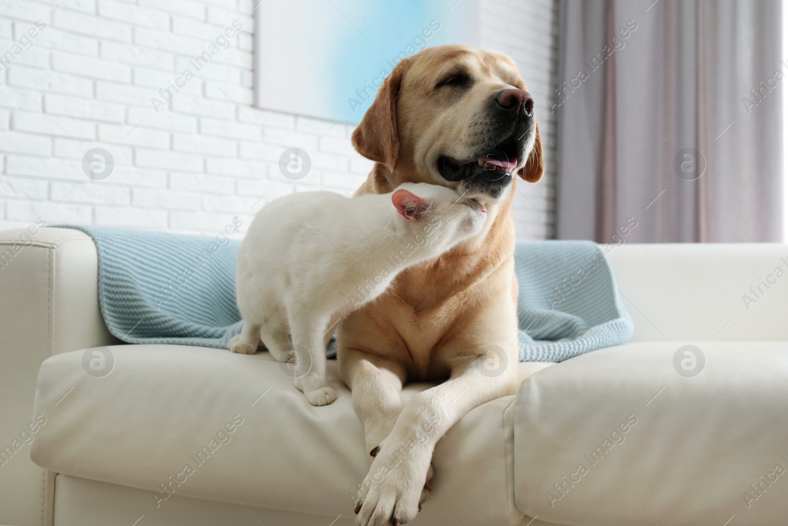 Photo of Adorable dog and cat together on sofa indoors. Friends forever