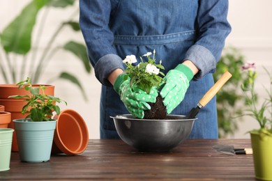Woman transplanting houseplants into flower pots at wooden table indoors, closeup