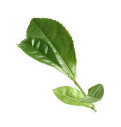 Photo of Green leaves of tea plant isolated on white