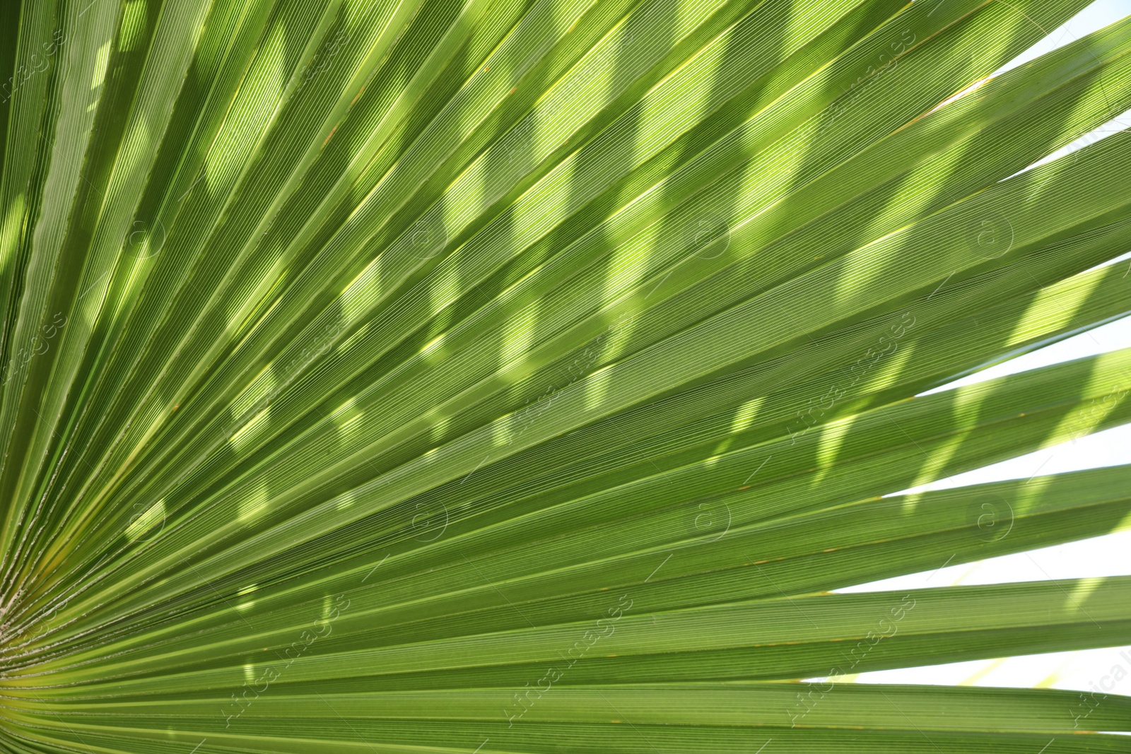 Photo of Closeup view of lush palm leaf as background