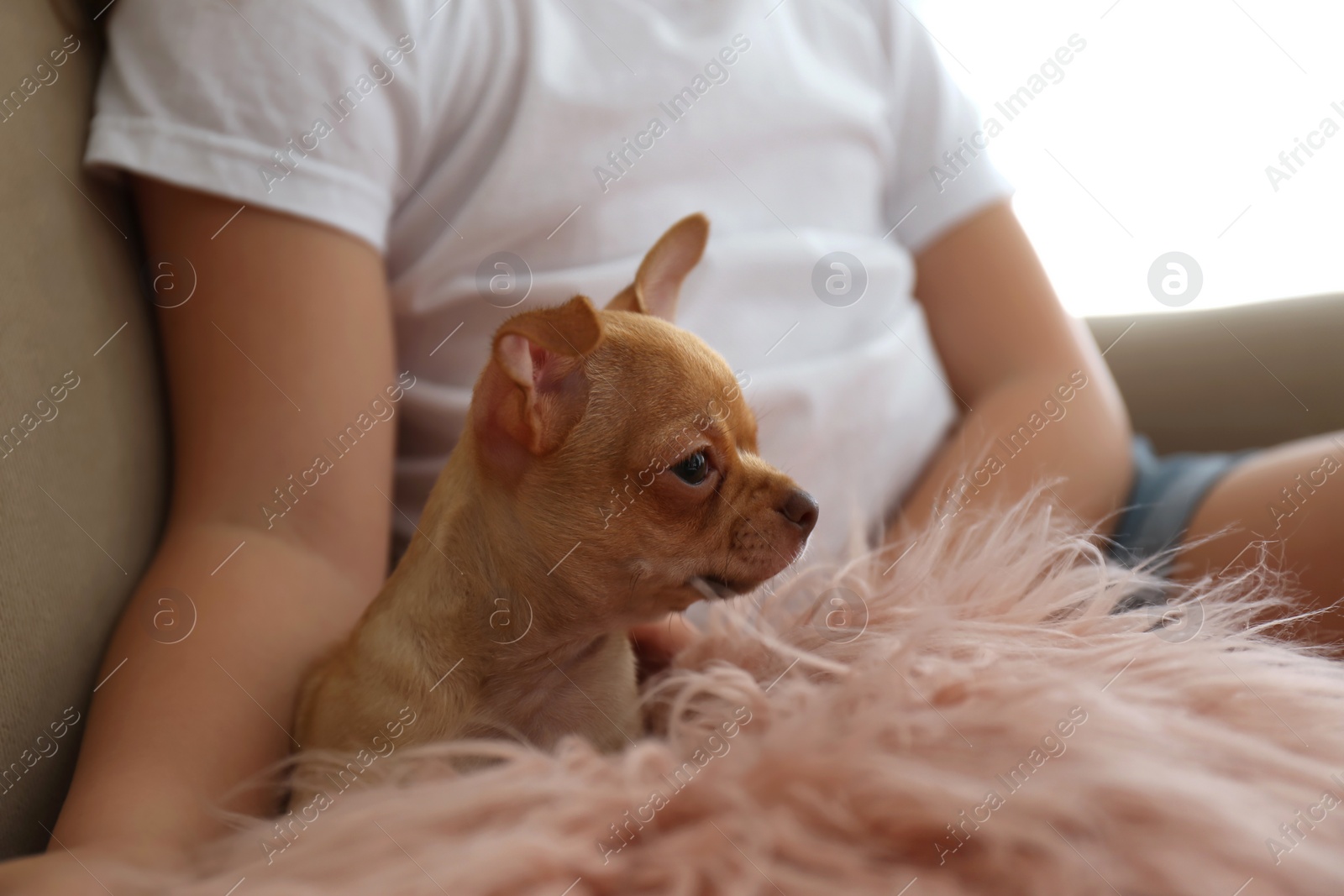 Photo of Little girl with her Chihuahua puppy indoors, closeup. Baby animal