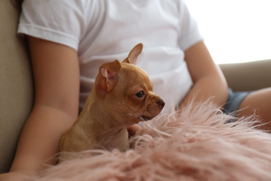 Little girl with her Chihuahua puppy indoors, closeup. Baby animal