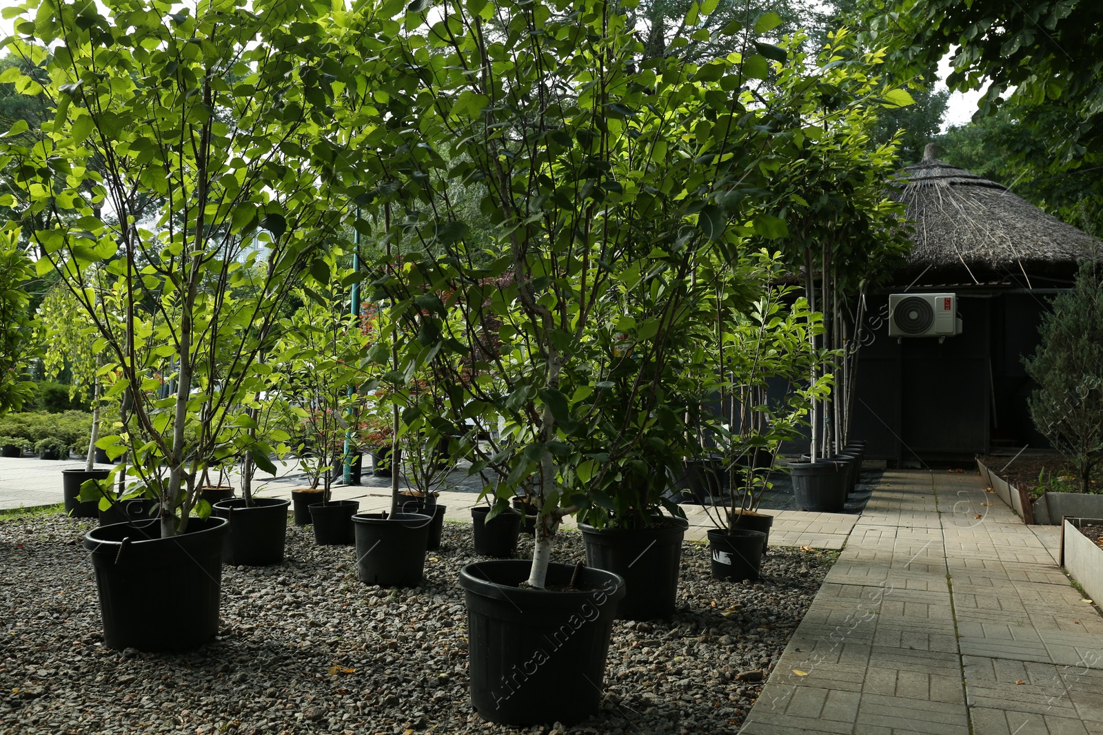 Photo of Pots with beautiful green trees growing outdoors