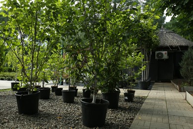 Pots with beautiful green trees growing outdoors