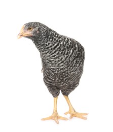 Photo of Beautiful chicken on white background. Domestic animal