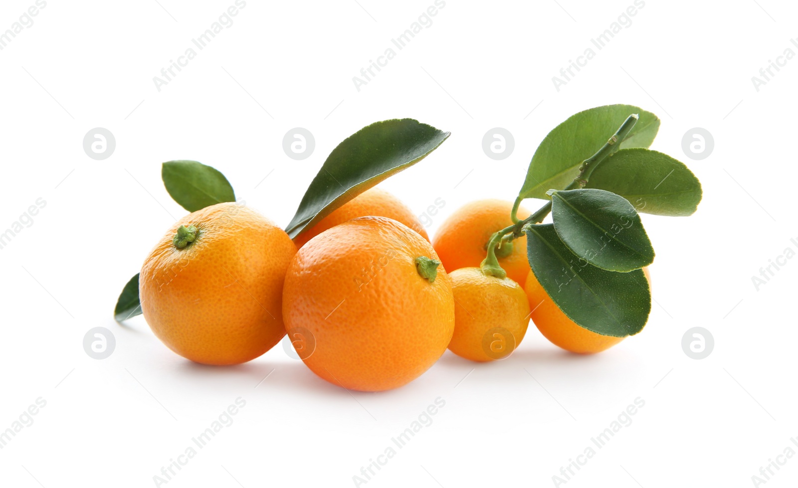 Photo of Branch of ripe tangerines isolated on white. Tasty citrus fruit