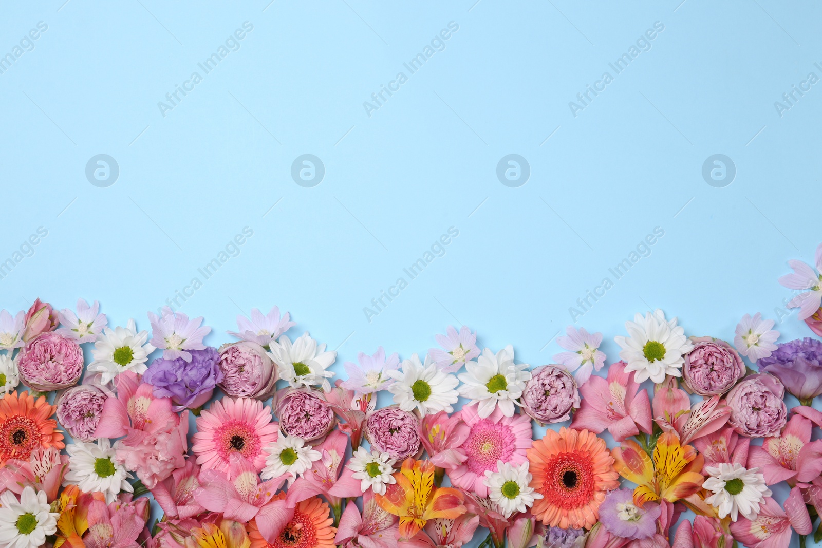 Photo of Flat lay composition with different beautiful flowers on light blue background, space for text