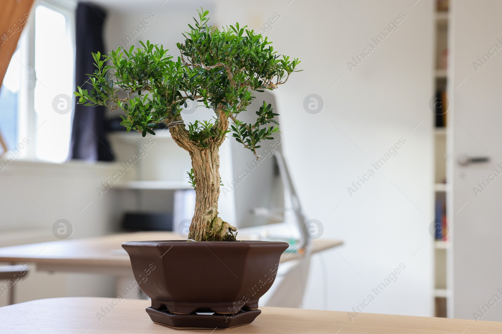 Photo of Beautiful bonsai tree in pot on wooden table indoors, space for text