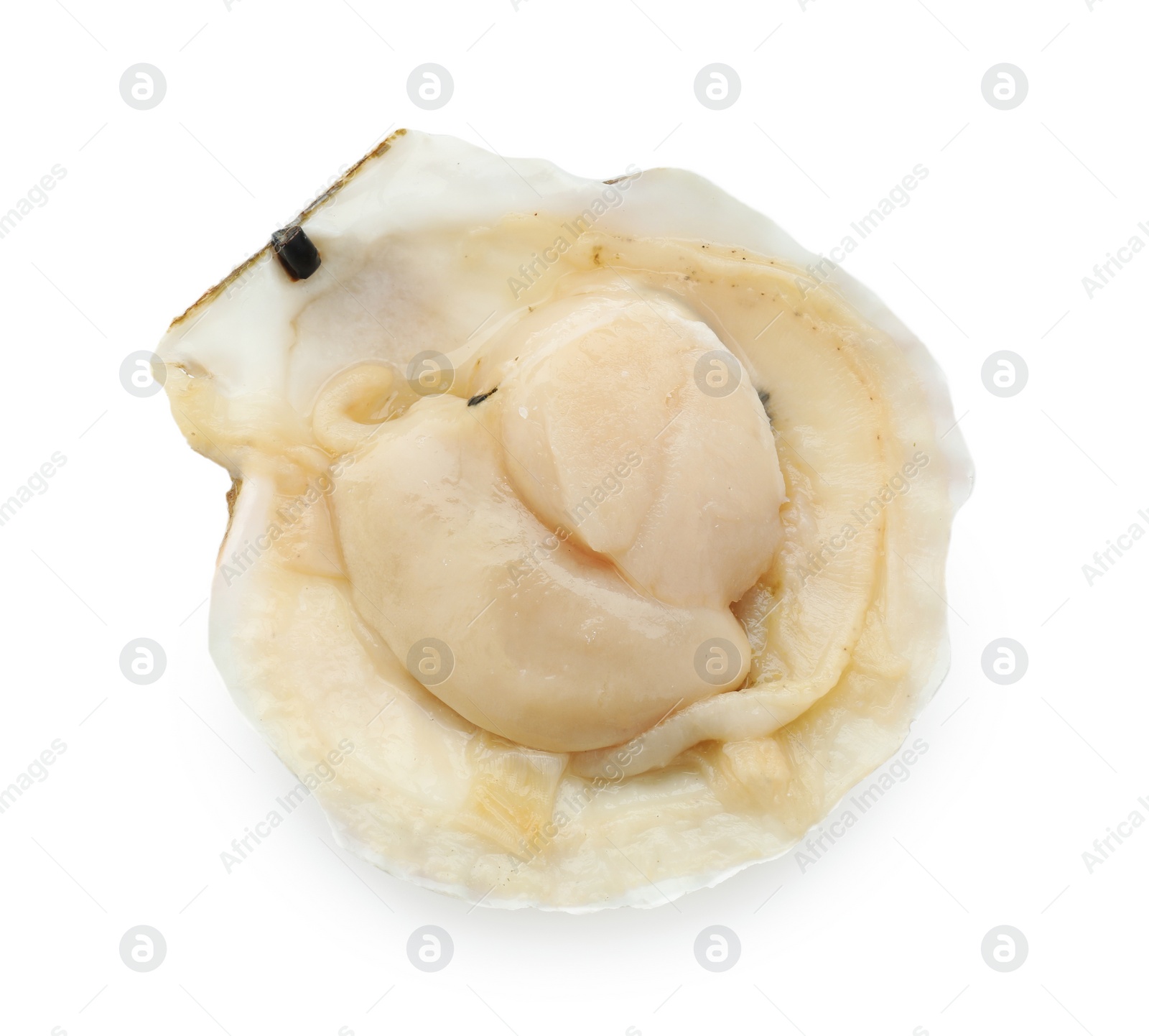 Photo of Fresh raw scallop in shell isolated on white, top view