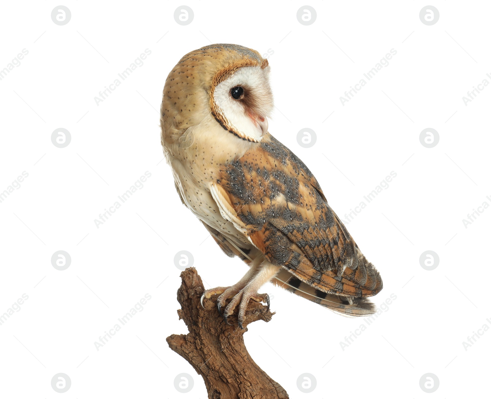 Photo of Beautiful common barn owl on twig against background