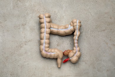 Photo of Anatomical model of large intestine on light grey background, top view