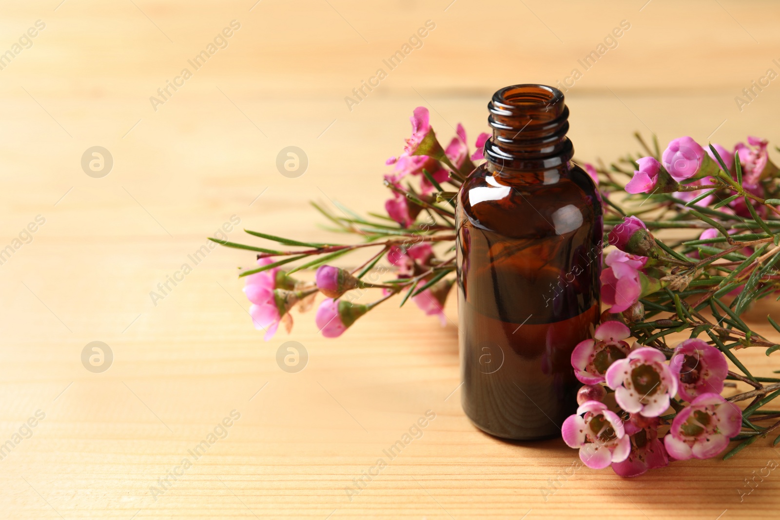 Photo of Bottle of natural tea tree oil and plant on table, space for text