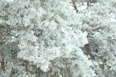 Frosty coniferous tree branches outdoors. Winter season
