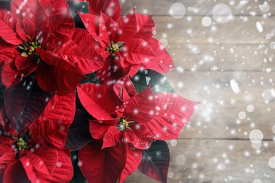 Traditional Christmas poinsettia flower on wooden table, top view. Snowfall effect
