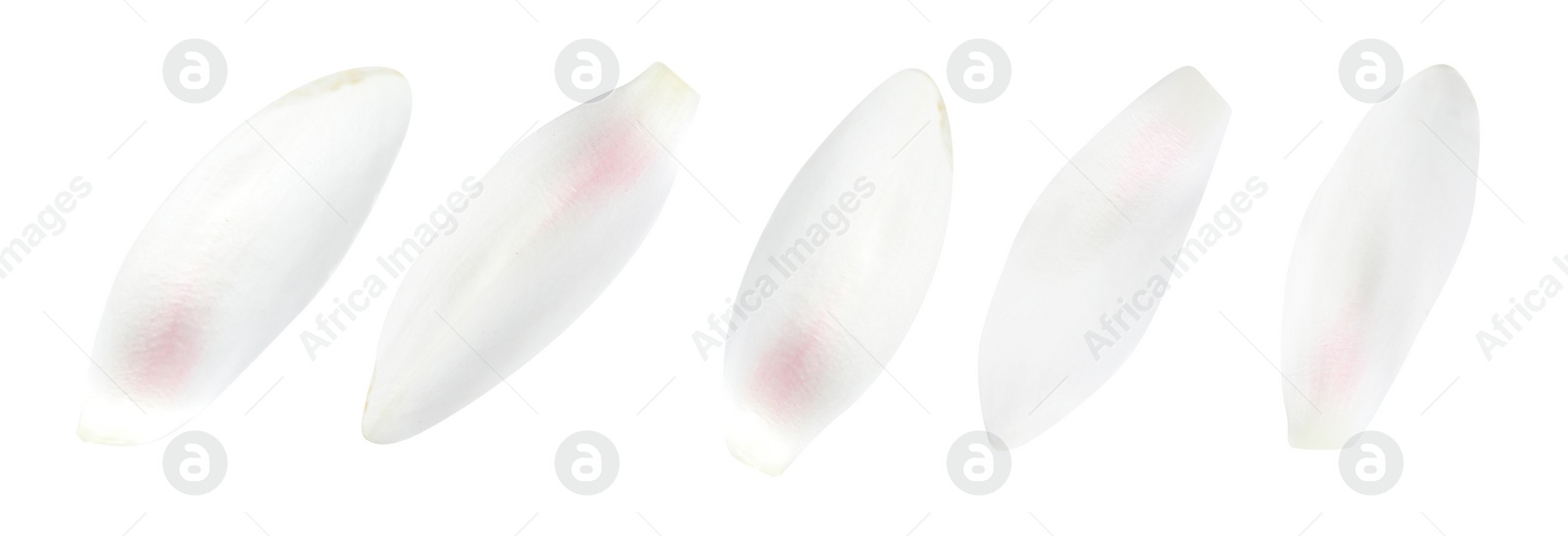 Image of Set of beautiful lotus flower petals on white background. Banner design 