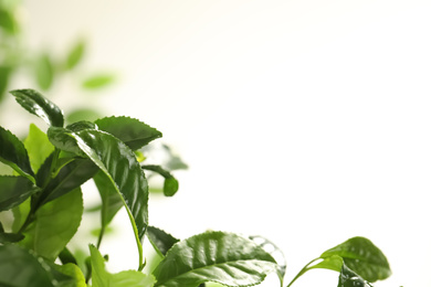 Photo of Closeup view of green tea plant against light background. Space for text