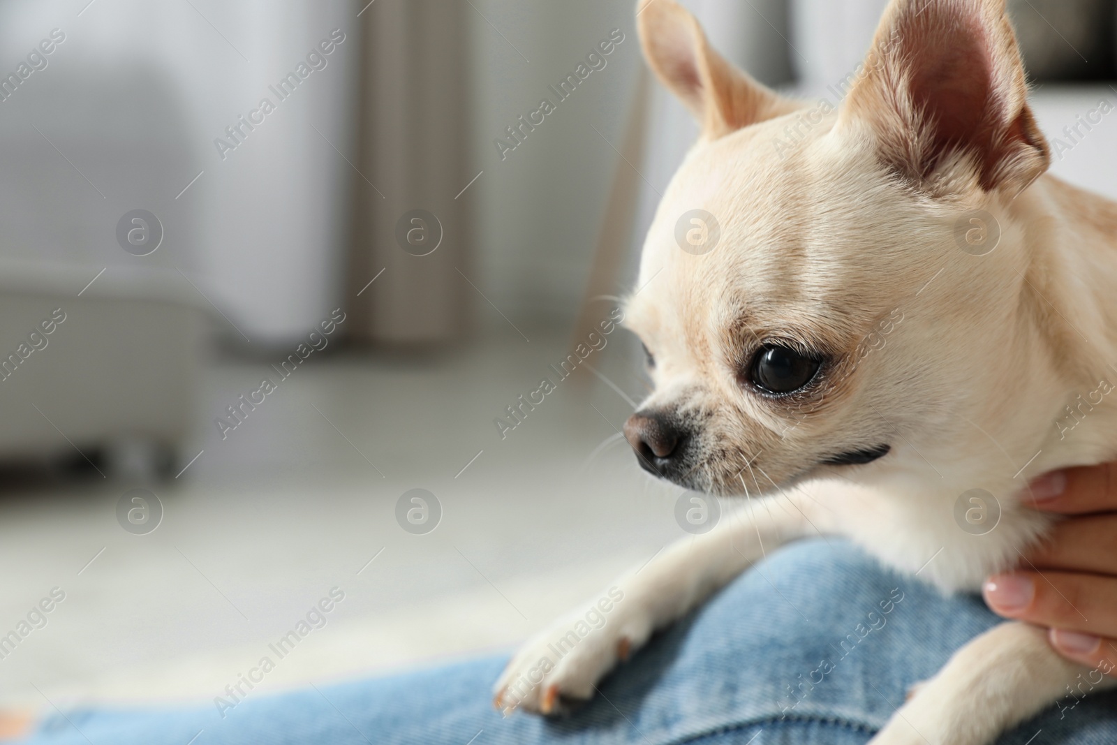 Photo of Young woman with adorable Toy Terrier indoors, closeup. Domestic dog