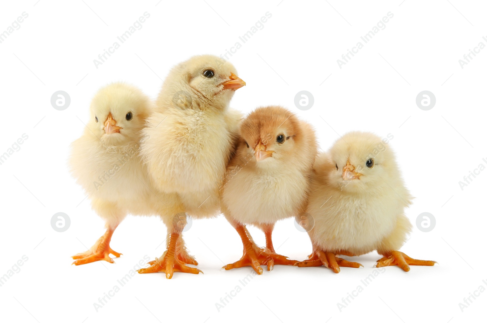 Photo of Many cute chicks isolated on white. Baby animals